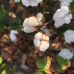 cbf42452c500cf801dc7b5dd4a99815d